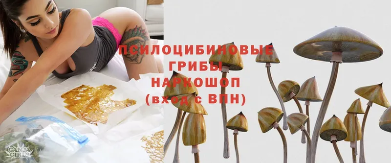 Псилоцибиновые грибы Psilocybe  Мурино 